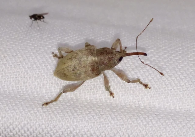 Curculio propinquus - halvány zsuzsóka