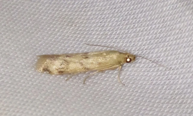 Homoeosoma sinuella - agyagsárga karcsúmoly
