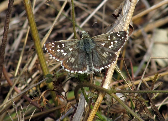 Pyrgus armoricanus - feles busalepke