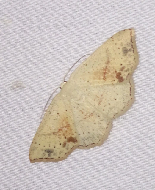 Cyclophora punctaria - sávos pettyesaraszoló