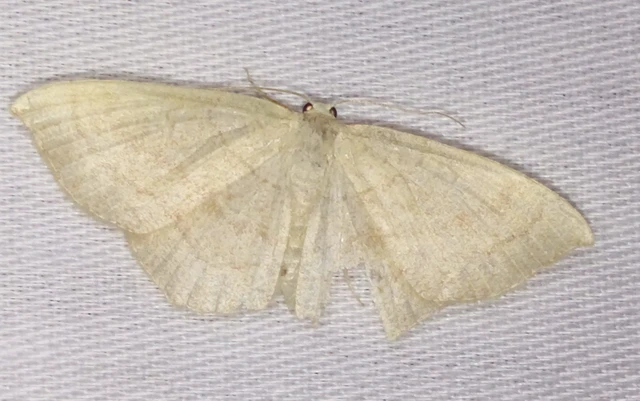 Cyclophora linearia - vonalas pettyesaraszoló