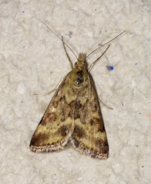 Pyrausta despicata - réti bíbormoly