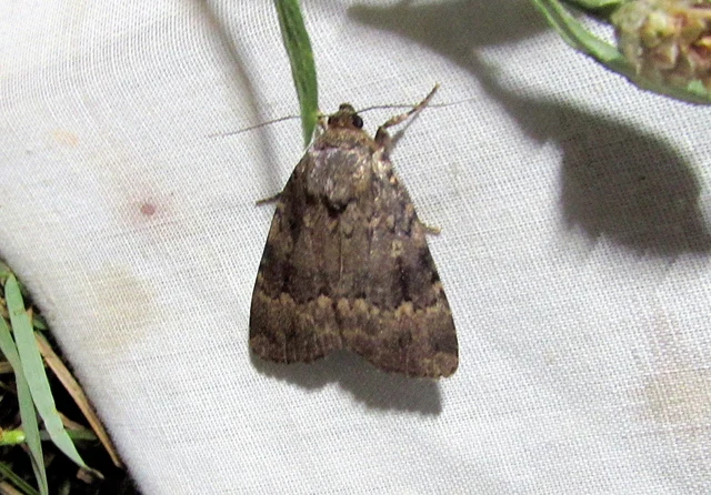 Amphipyra berbera/pyramidea