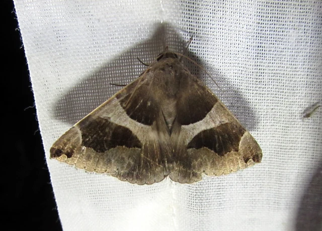 Dysgonia algira - déli porcelánbagoly