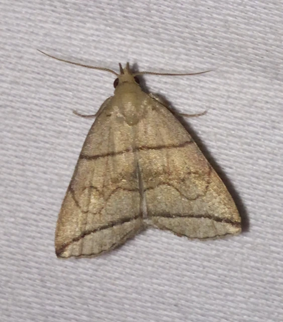 Herminia grisealis - ligeti karcsúbagoly