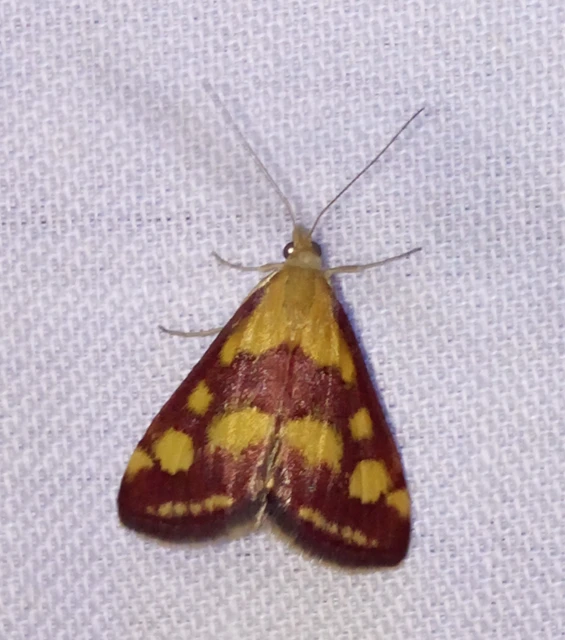 Pyrausta purpuralis - közönséges bíbormoly