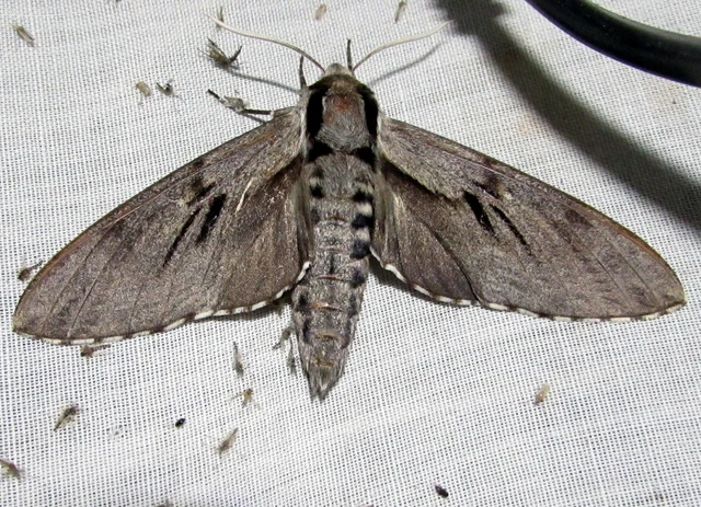 Hyloicus pinastri - fenyőszender