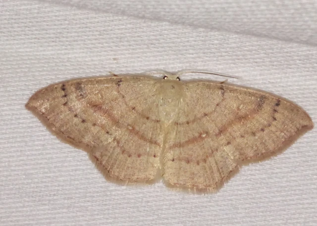 Cyclophora linearia - vonalas pettyesaraszoló