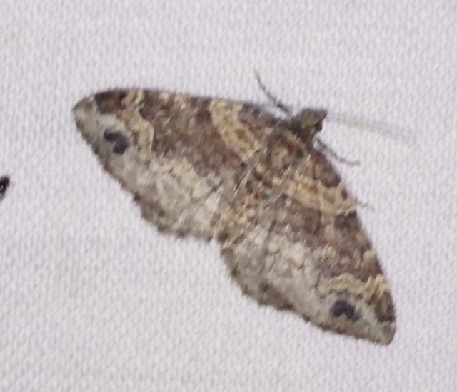 Xanthorhoe ferrugata - kerti tarkaaraszoló Xanthorhoe ferrugata - kerti tarkaaraszoló