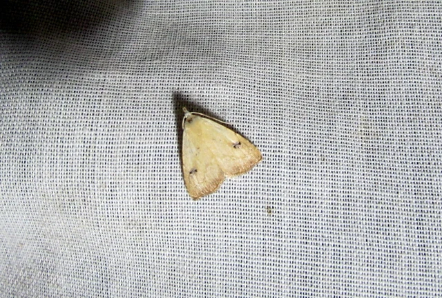 Rivula sericealis - selymes lórombagoly