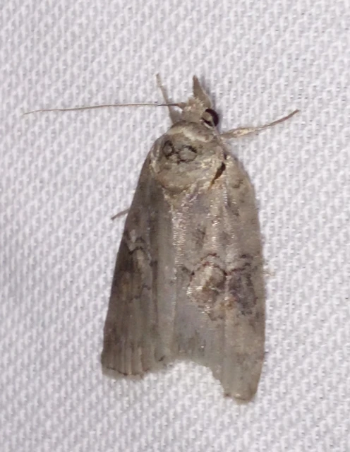 Nycteola asiatica - nyárfa-trapézbagoly