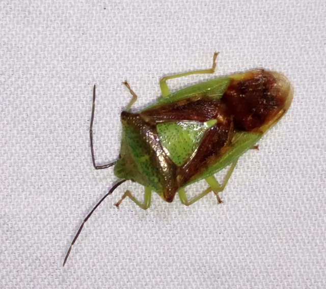 Acanthosoma haemorrhoidale - nagy dajkapoloska Acanthosoma haemorrhoidale - nagy dajkapoloska