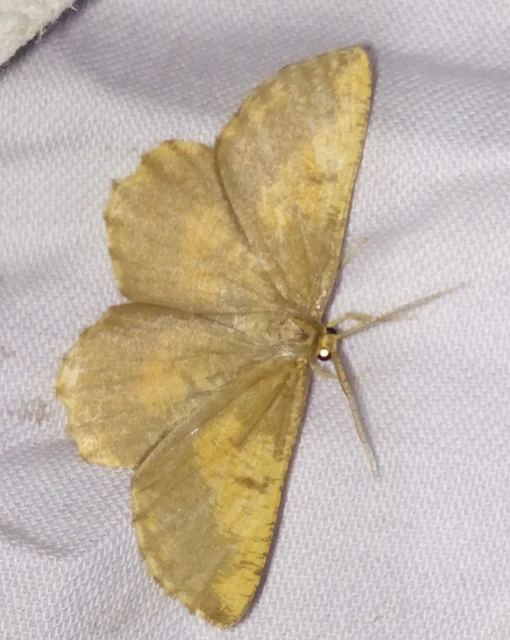 Angerona prunaria - sárga kökényaraszoló