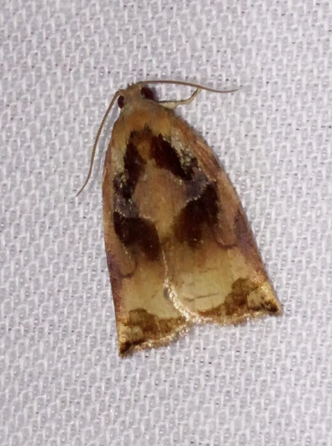 Archips podana - dudvarágó sodrómoly
