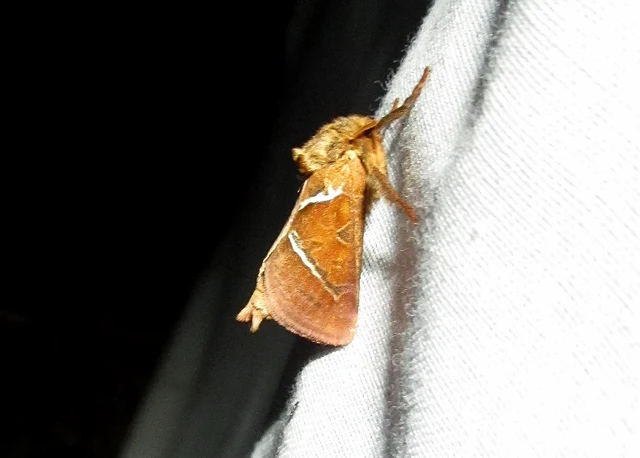 Triodia sylvina - kis gyökérrágólepke