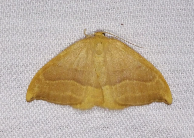Watsonalla cultraria - bükkfa-sarlósszövő