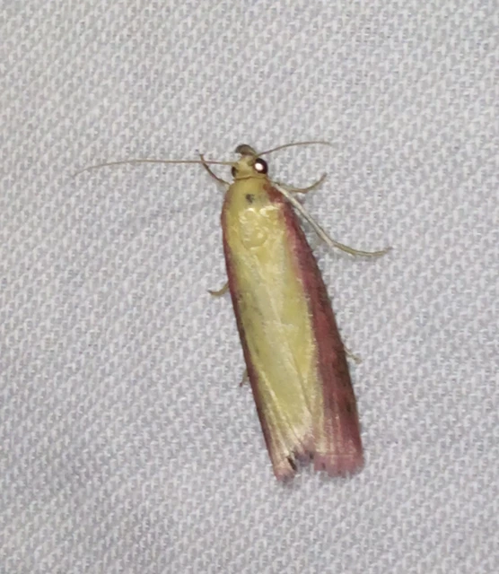 Oncocera semirubella - lucernamoly