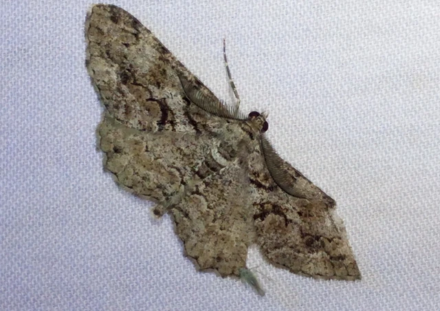 Peribatodes secundaria - fenyő-faaraszoló