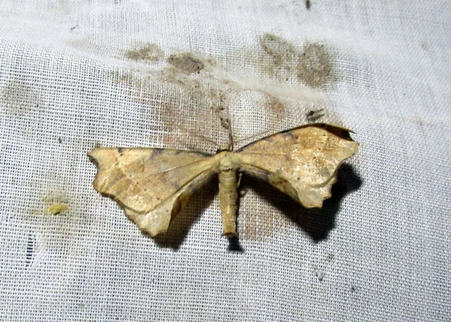 Artiora evonymaria - kecskerágó-araszoló