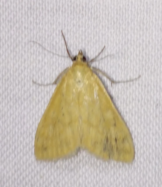 Sitochroa verticalis - világossárga dudvamoly