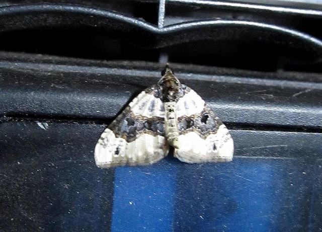 Cosmorhoe ocellata - szemes galajaraszoló