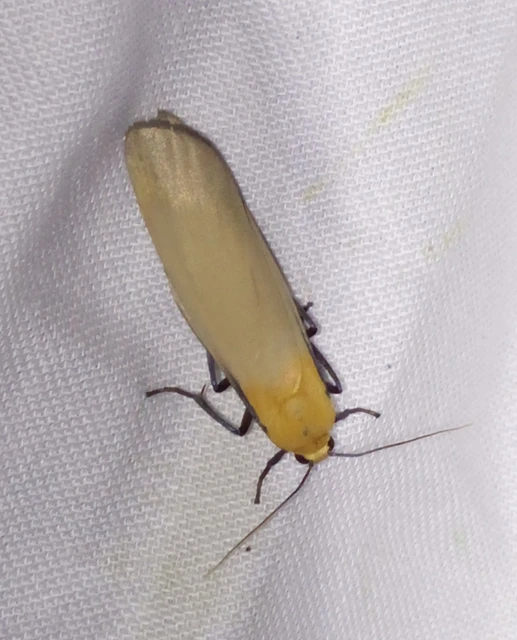 Lithosia quadra - négypettyes zuzmószövő