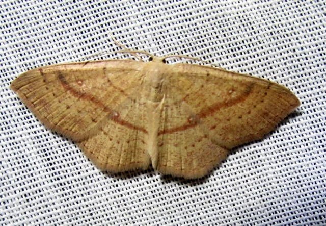 Cyclophora linearia - vonalas pettyesaraszoló