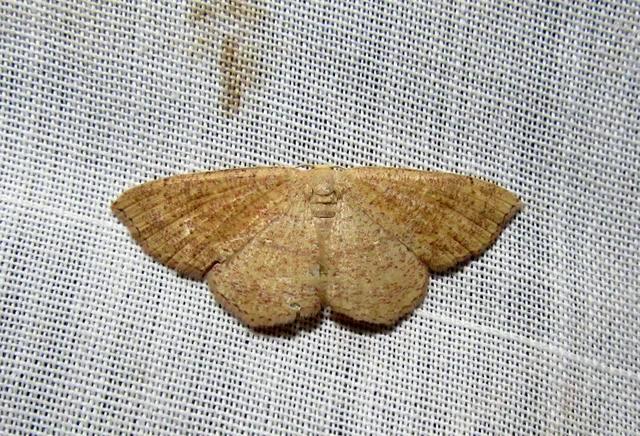 Cyclophora ruficiliaria - vörösrojtú pettyesaraszoló