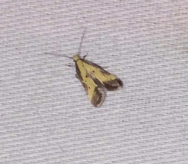 Brachmia dimidiella - citromkocsord-lápimoly