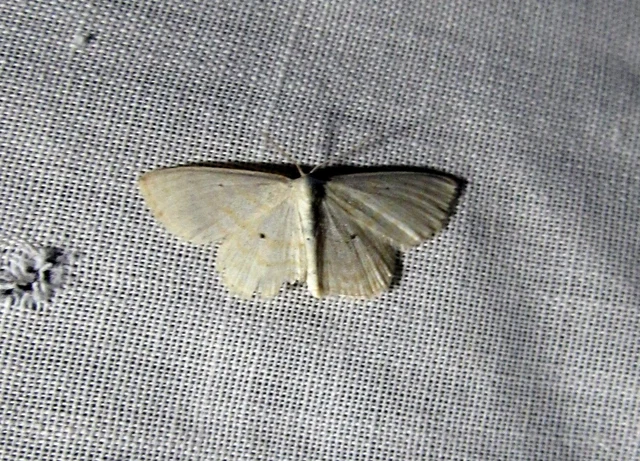 Scopula immutata - réti fehéraraszoló