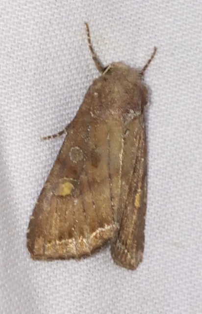 Lacanobia oleracea - saláta-kertibagoly