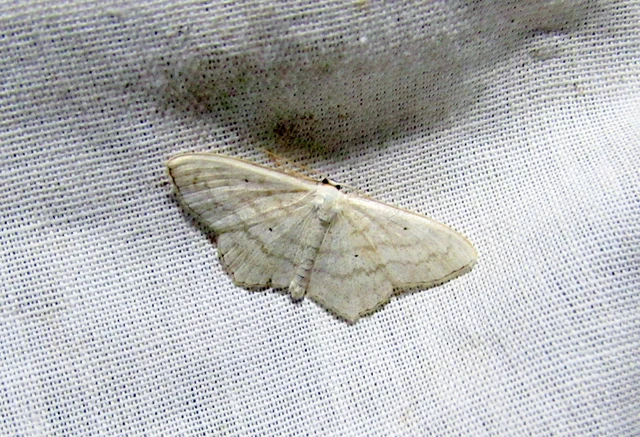 Scopula nigropunctata - feketepettyes araszoló
