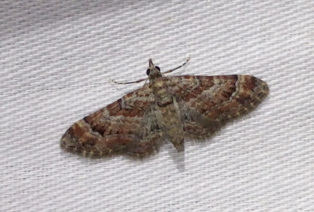 Gymnoscelis rufifasciata - vöröscsíkos törpearaszoló