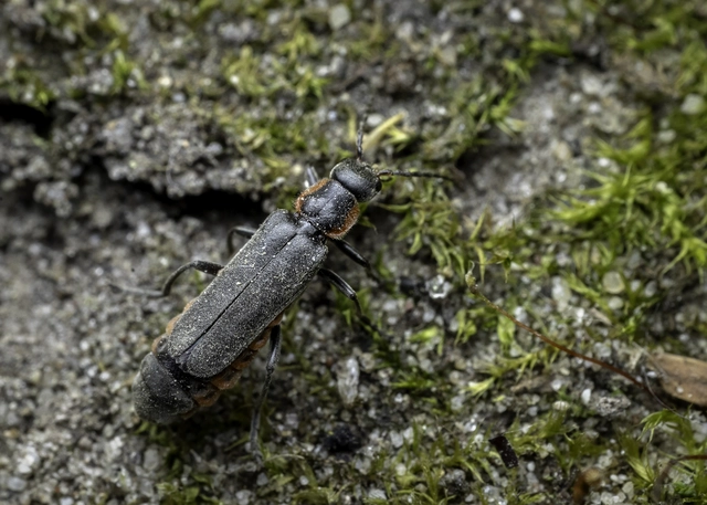 Cantharis obscura - sötét lágybogár