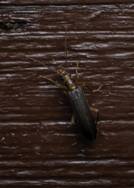 Nacerdes carniolica - karnóliai álcincér