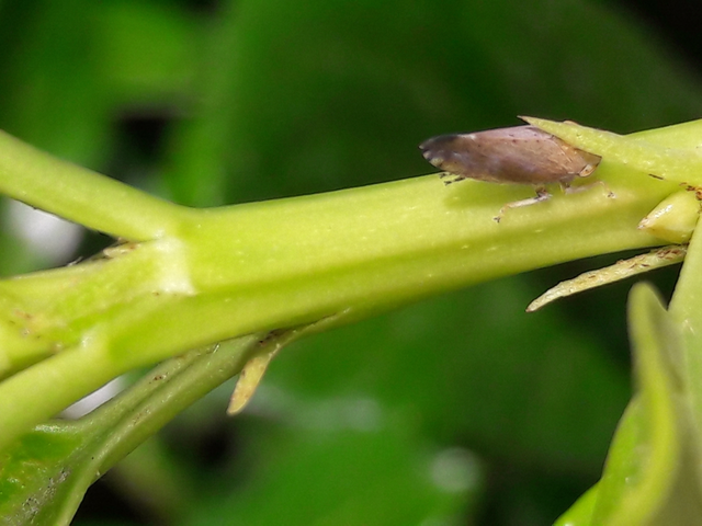 Fieberiella