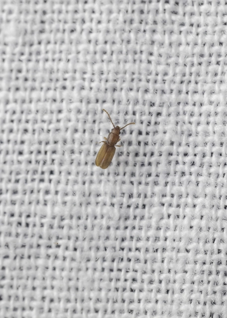 Laemophloeidae - szegélyeslapbogár-félék