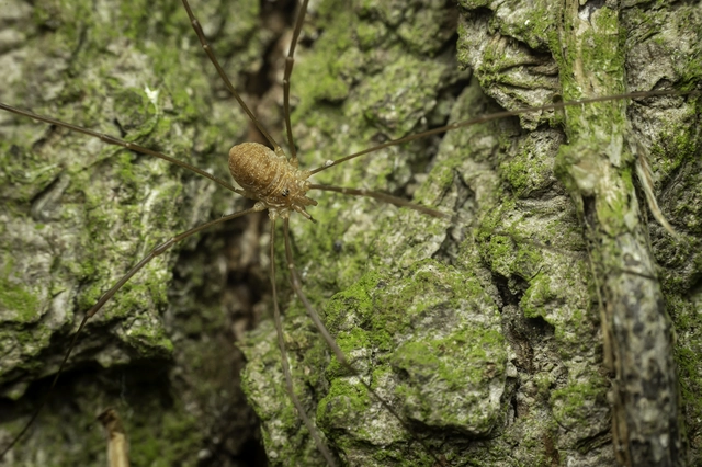 Opiliones - Kaszáspókok