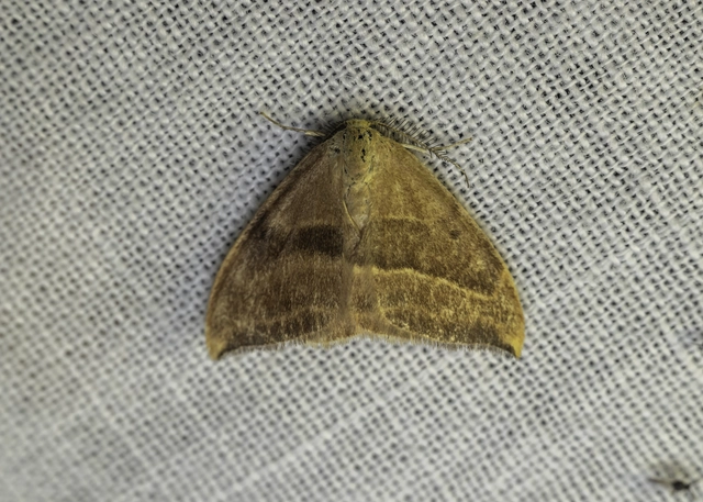 Watsonalla cultraria - bükkfa-sarlósszövő