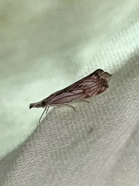 Catoptria falsella - hálós fűgyökérmoly