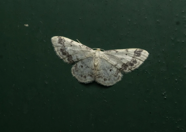 Idaea trigeminata - csúcsfoltos apróaraszoló