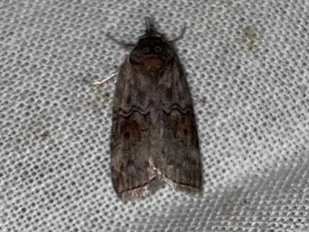 Nycteola asiatica - nyárfa-trapézbagoly