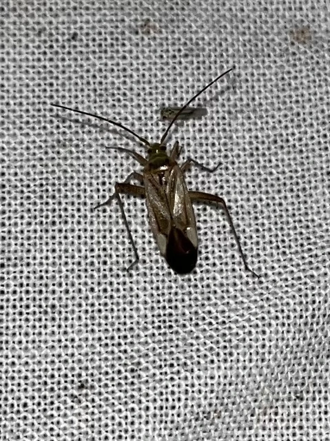 Adelphocoris lineolatus - lucernapoloska