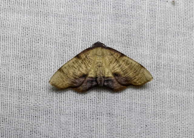 Plagodis dolabraria - baltaszárnyú araszoló