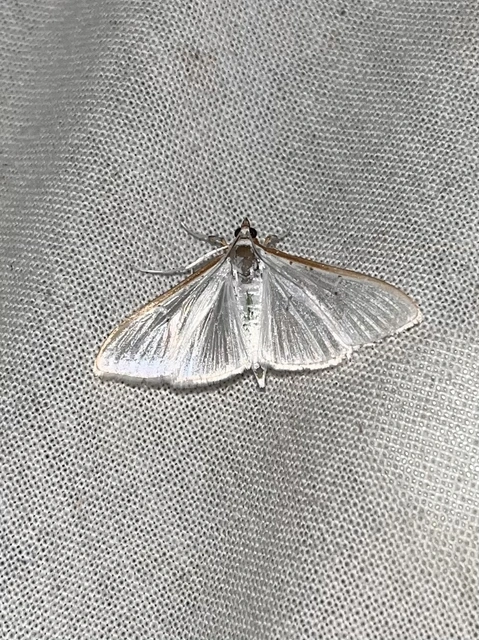 Palpita vitrealis - hófehér tűzmoly