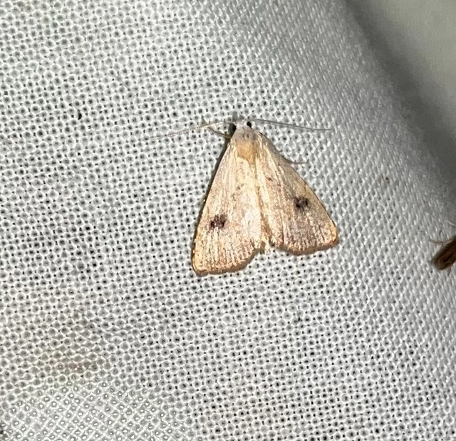 Rivula sericealis - selymes lórombagoly