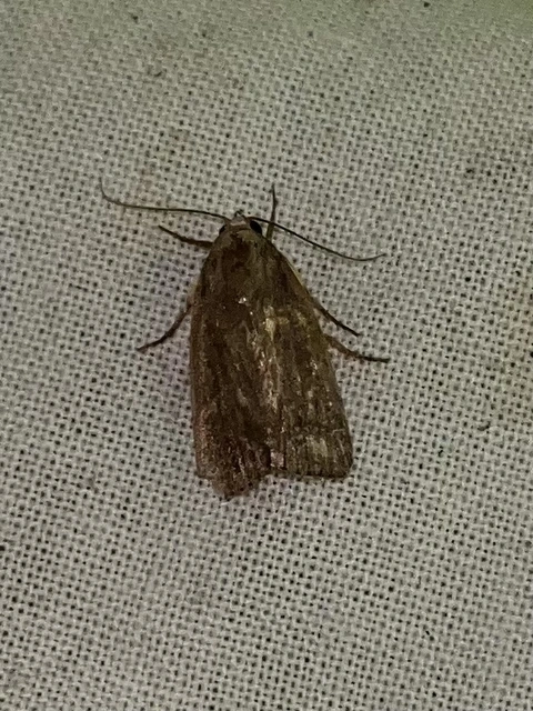 Amphipyra livida - zsírfényű bagoly