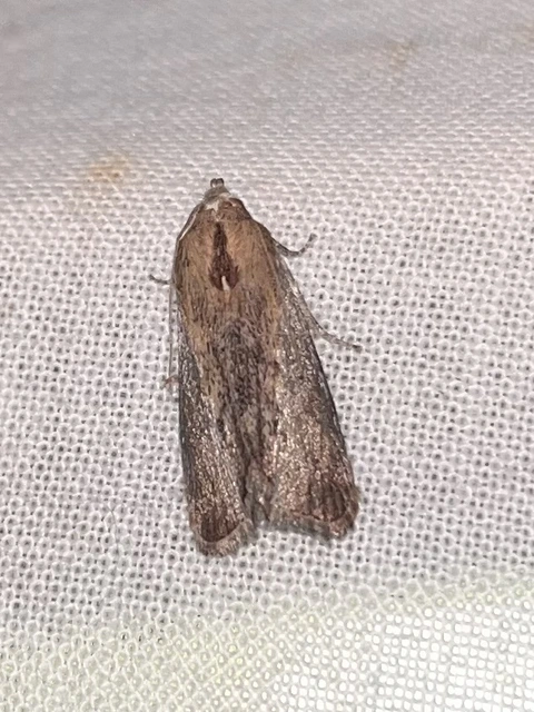 Galleria mellonella - nagy viaszmoly