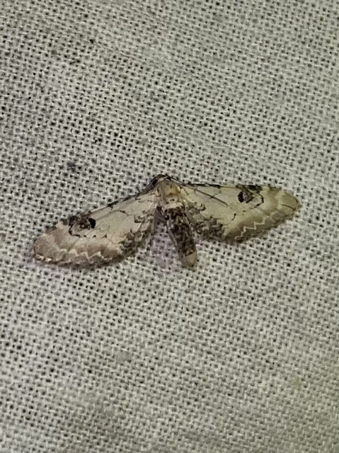 Eupithecia centaureata - búzavirág-törpearaszoló