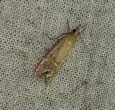 Euchromius ocellea - ezüstcsíkos mozaikmoly